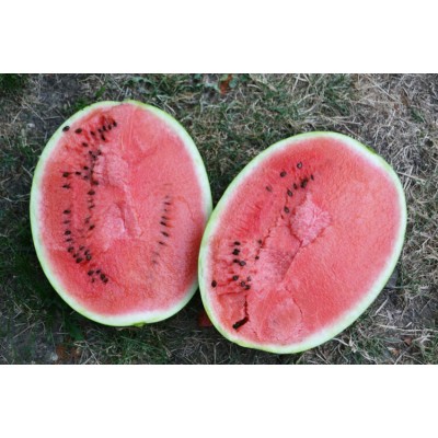 Семена арбуза Бютифул F1 (70 дней) 9-14 кг (1000 сем.) Lark Seeds